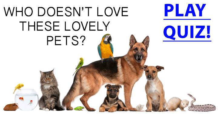 Banner for Who doesn’t love these lovely pets?