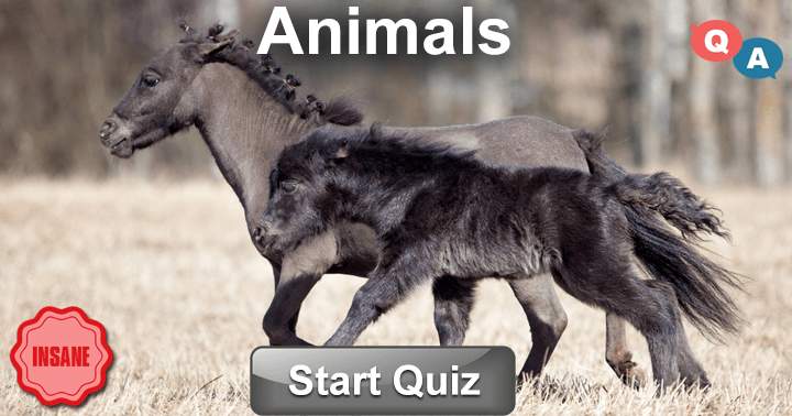 Banner for Participate in this enjoyable quiz and demonstrate your affection for animals by showcasing your knowledge about them.