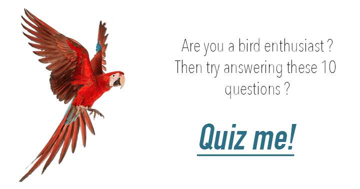 Banner for Only a true Birder can answer these 10 questions regarding birds.