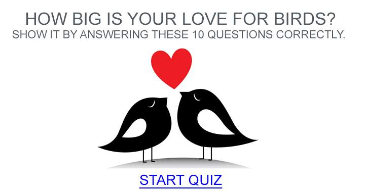 Banner for Birds Quiz