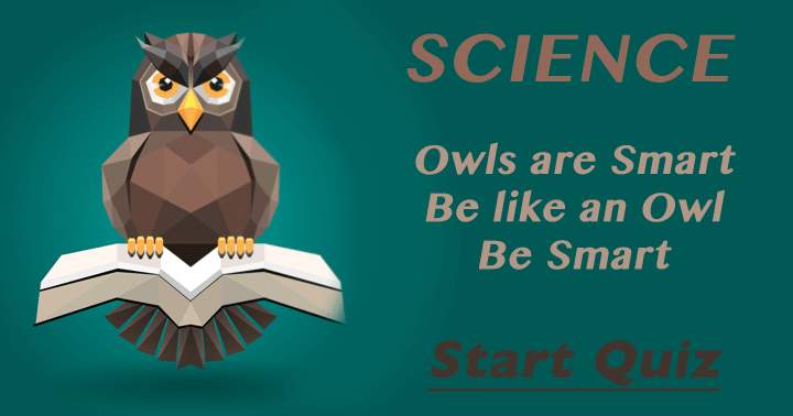 Can you be as smart as an Owl?