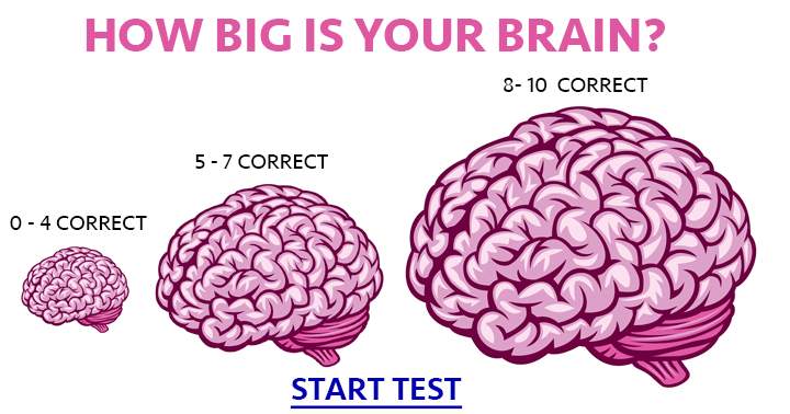 Banner for What is the size of your brain?